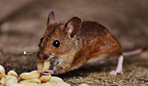 24 Hour & Emergency Exterminators in Myerstwn, PA